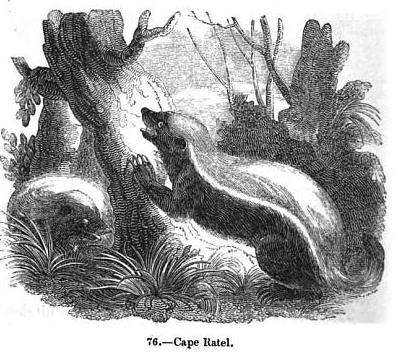 Капский ратель