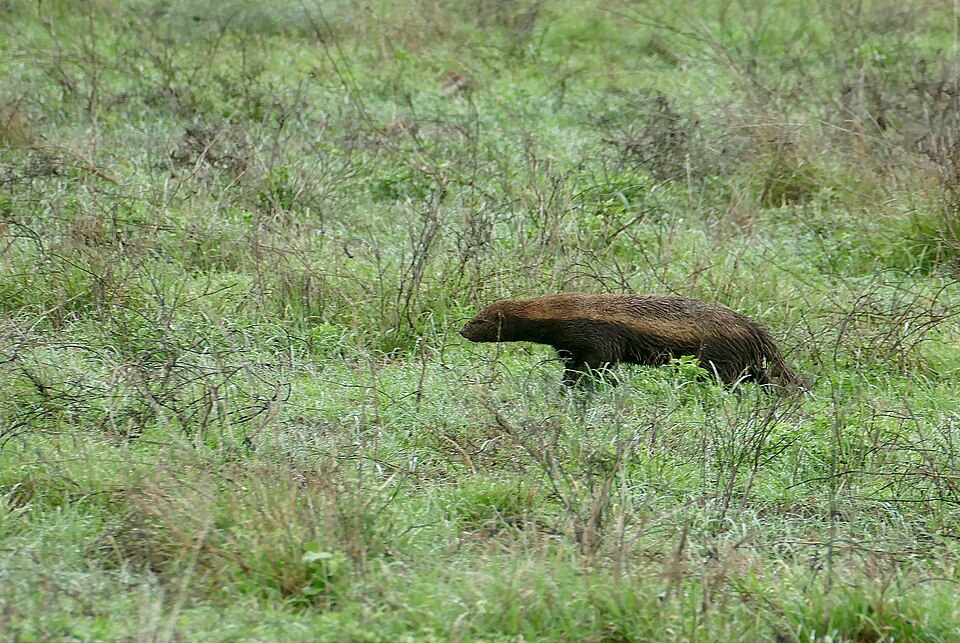 Медоед в движении